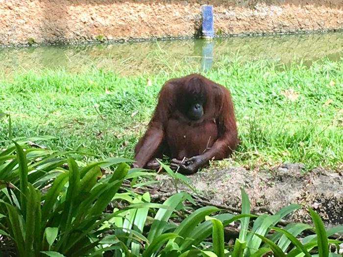 4_orangutan.jpg