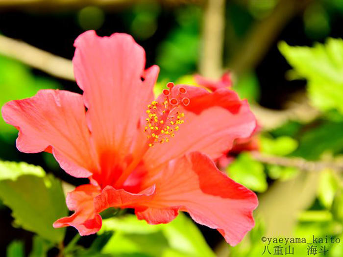 沖縄 見るだけで元気が出る南国情緒あふれる花たち たびこふれ