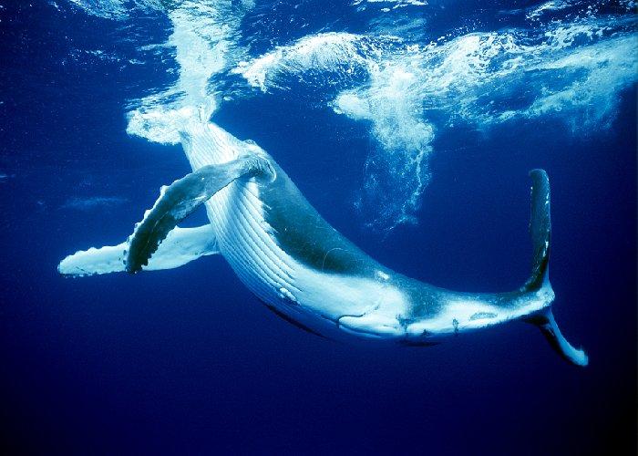 巨大なザトウクジラと泳げるなんて 世界的にも珍しい南国タヒチの ルルツ島 たびこふれ