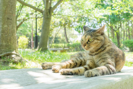 可愛い猫に出会える東京都内のおすすめスポット4選  たびこふれ