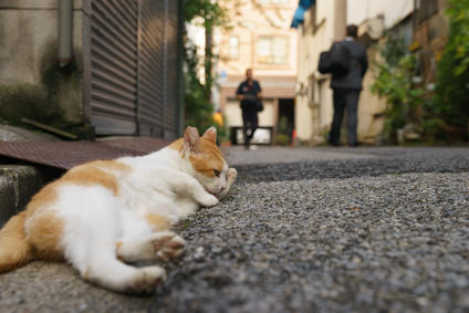 可愛い猫に出会える東京都内のおすすめスポット4選 たびこふれ