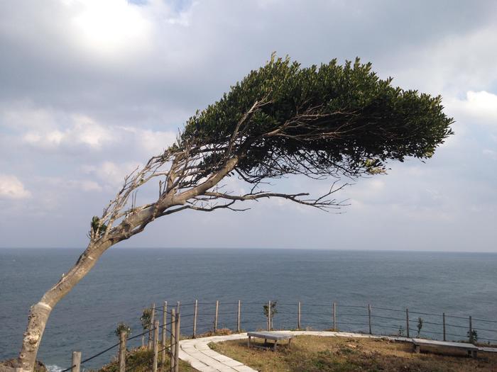 日本海にもまれた木