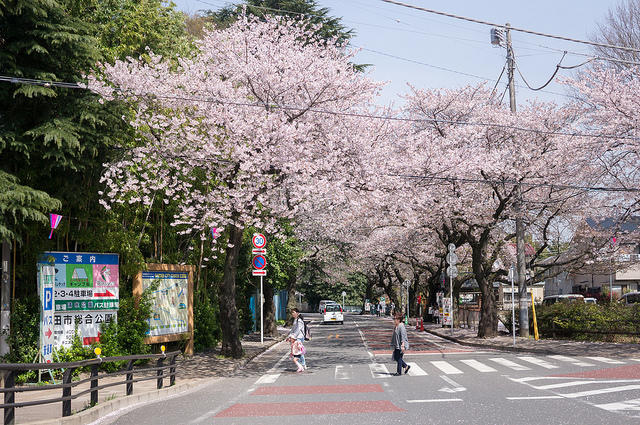 清水公園　桜