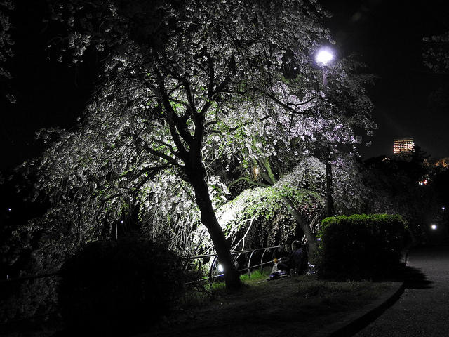 千葉公園　桜