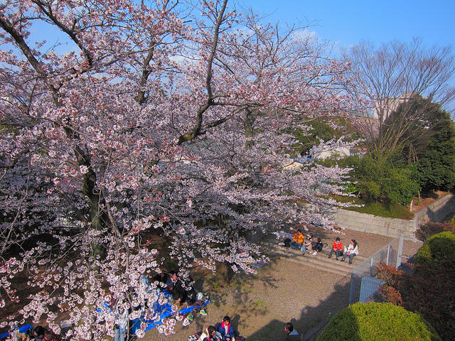 亥鼻公園　桜