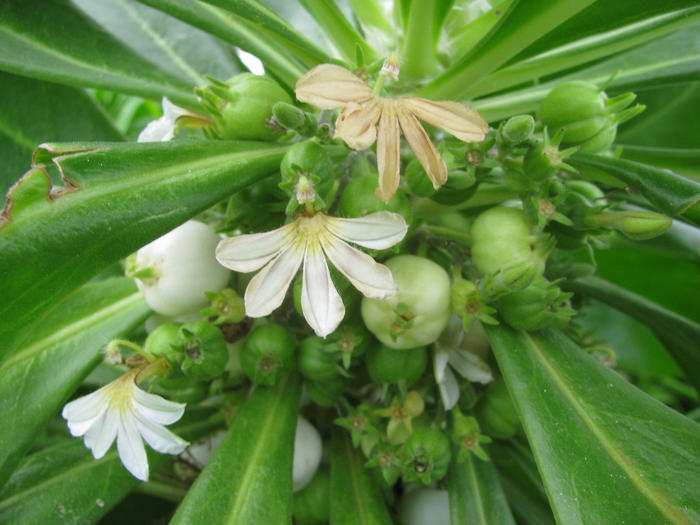 Forest & Kim Starr[starr-101228-5939-Scaevola_taccada-flowers_and_fruit-Honokanaia-Kahoolawe]（CC-BY 3.0）.jpg