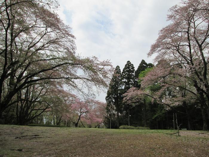 泉自然公園　桜