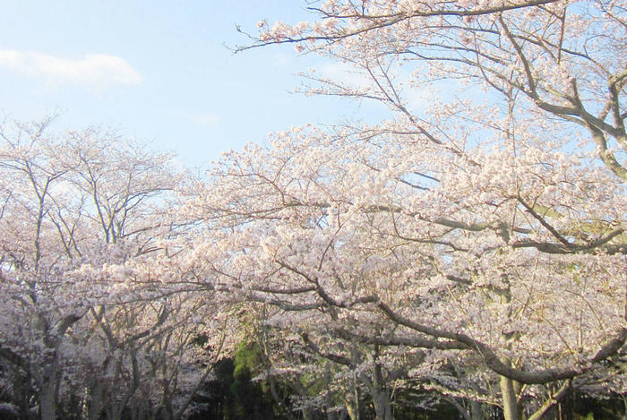 昭和の森　桜