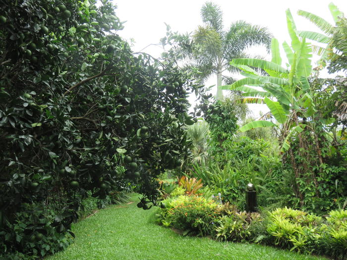 aques Coffee Plantationの庭
