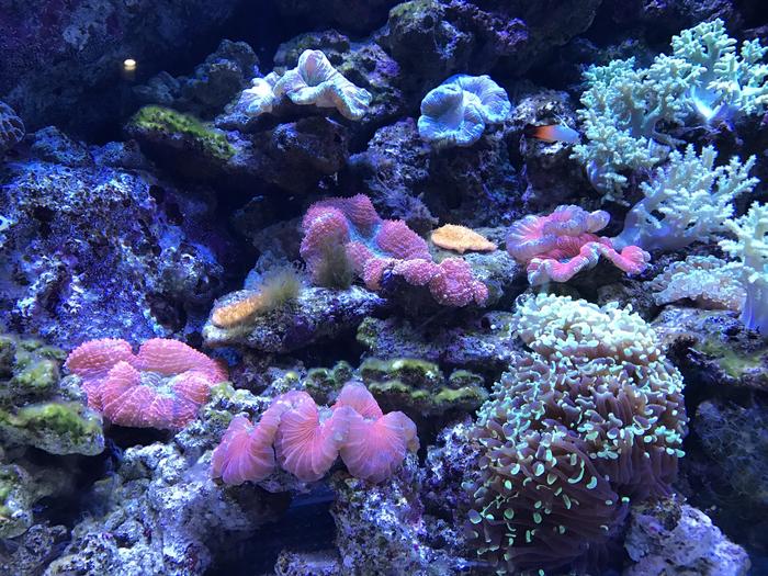 発光サンゴ