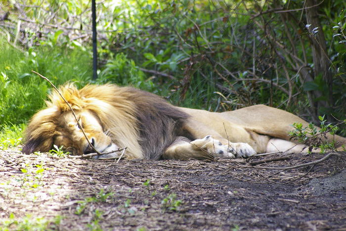 ライオン寝る