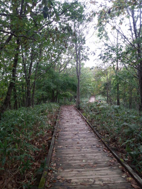 林の中の木道