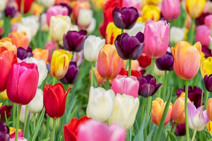 11_tulips.jpg