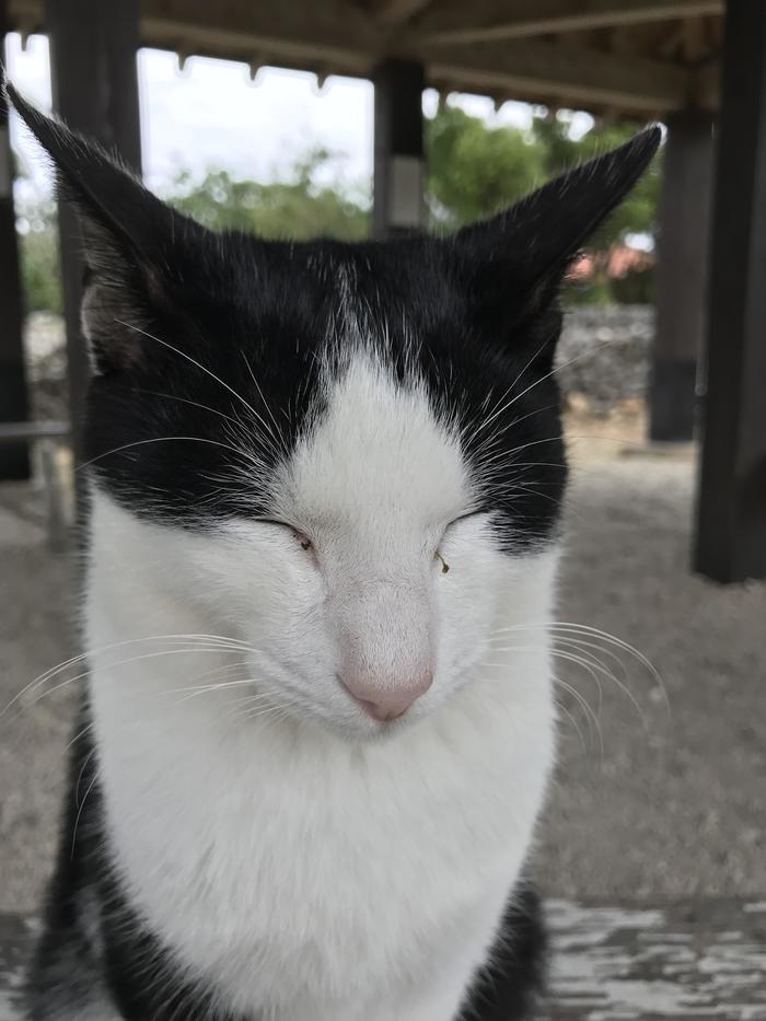 竹富島　島の中心部の休憩所にいた猫