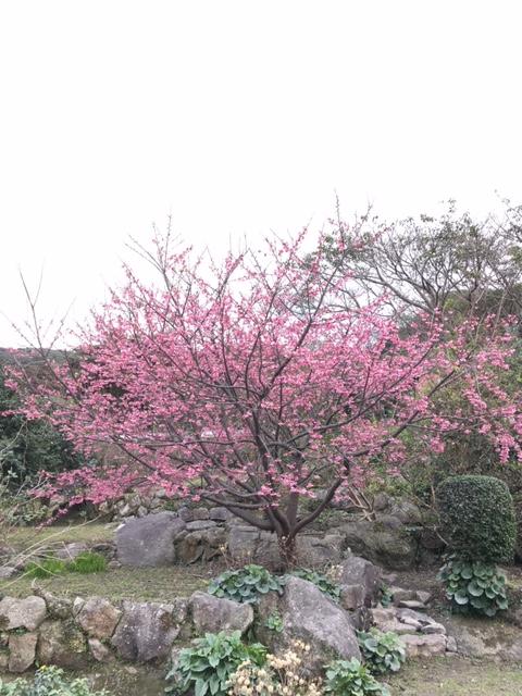屋久島の集落　里めぐりで見た緋寒桜