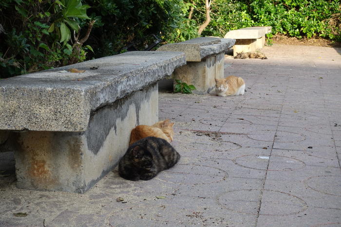 旭ヶ丘公園にいた猫たち