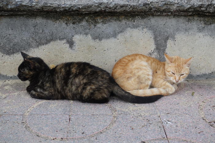 旭ヶ丘公園にいたたくさんの猫