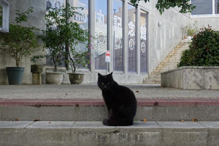 旭ヶ丘公園にいた猫 対馬丸記念館前でポーズをとってくれた黒猫