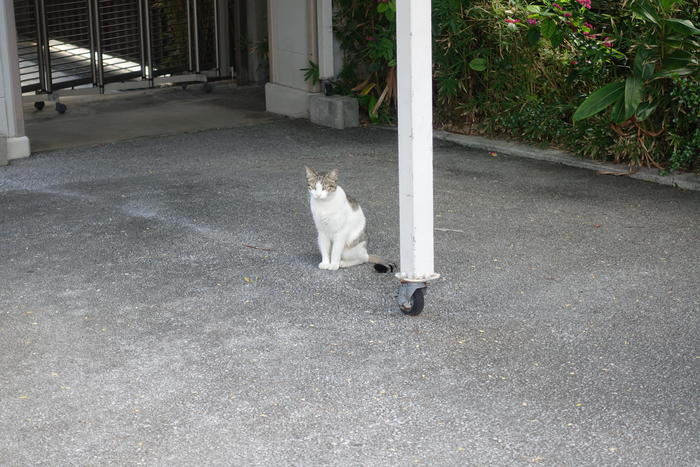大典寺の境内でパトロール中の猫