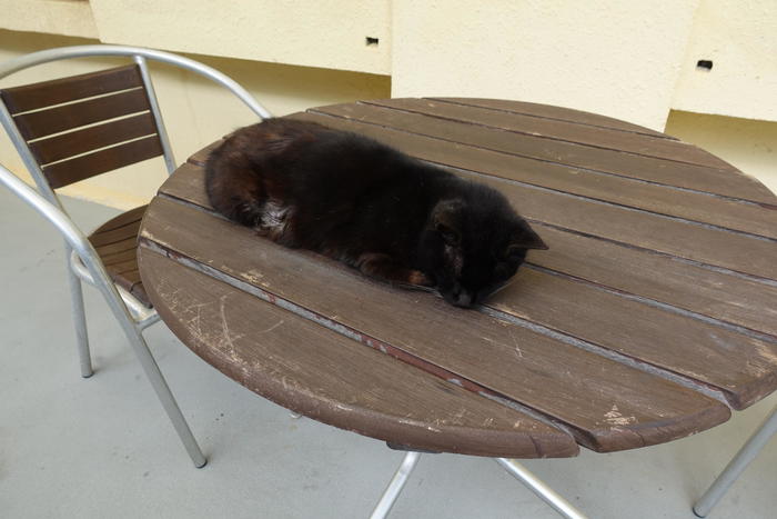 大典寺の境内で寝ていた黒猫