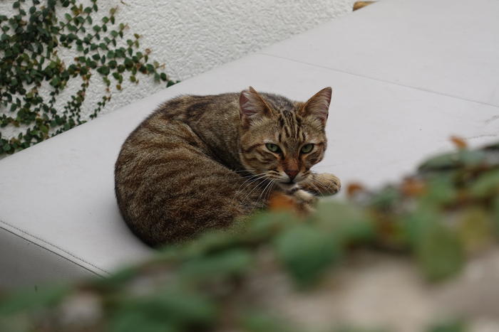 那覇市内の民家の庭先で寝ていた猫