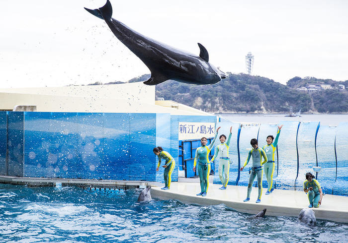 新江ノ島水族館 えのすい の見どころを徹底レポート イルカショーは必見 たびこふれ