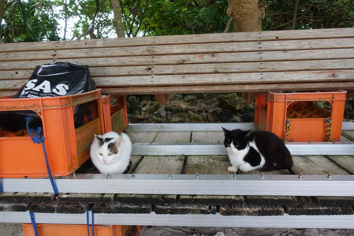 石垣島　川平湾覧船乗り場のスタッフ休憩所付近にいた猫