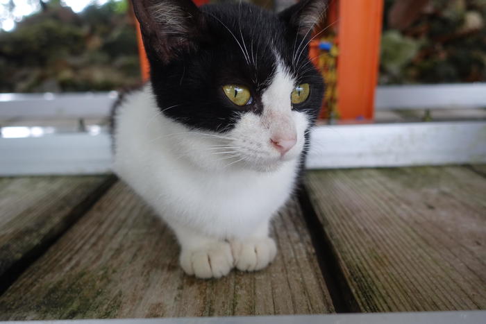 石垣島　川平湾覧船乗り場のスタッフ休憩所付近にいた猫
