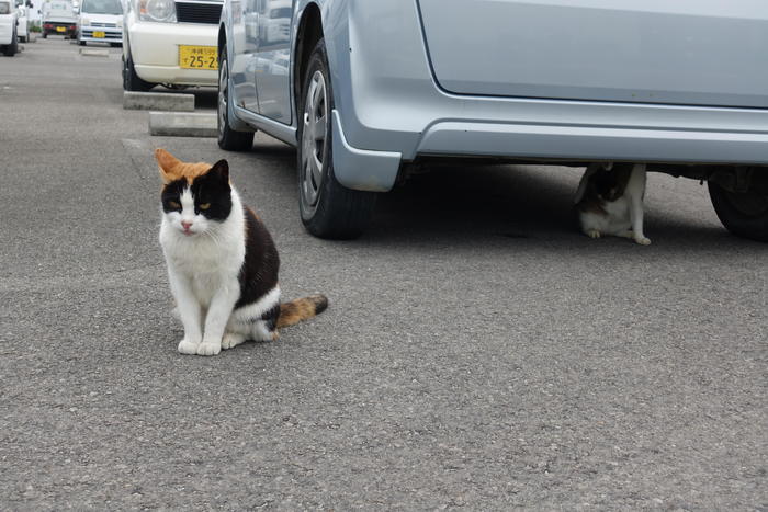 竹富島港の駐車場にいた猫