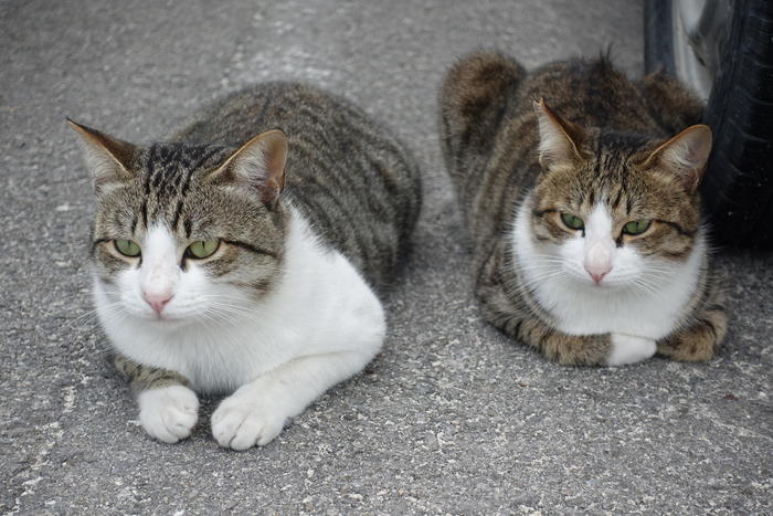 竹富島港の駐車場にいた猫