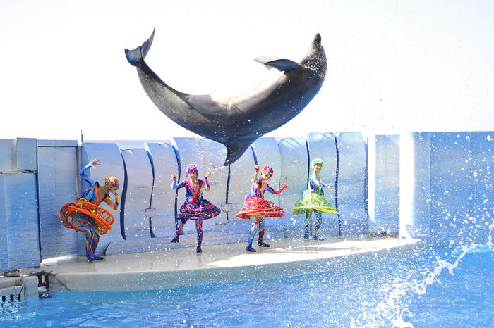 新江ノ島水族館 えのすい の見どころを徹底レポート イルカショーは必見 たびこふれ