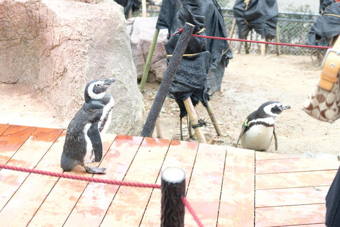 横切るペンギン