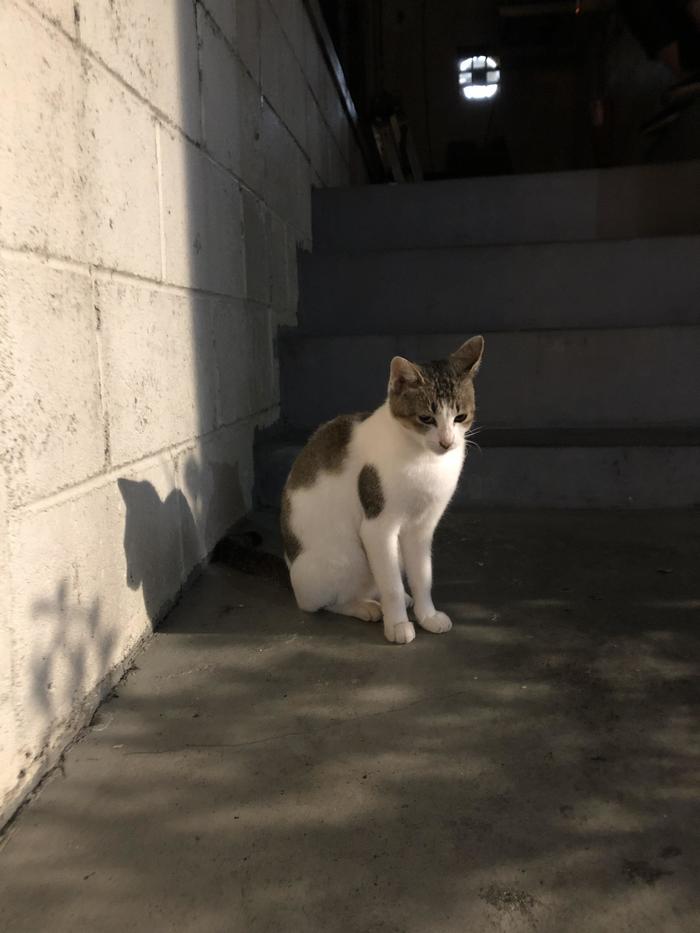 石垣島中心部の飲み屋街でたたずんでいた猫