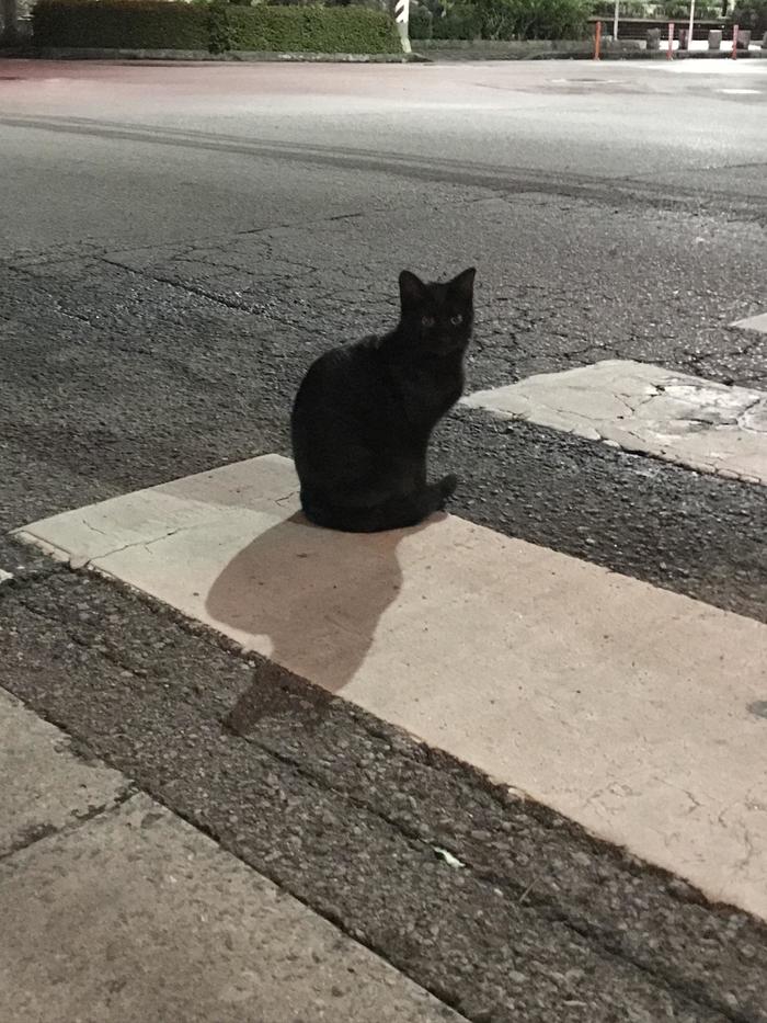 石垣島　横断歩道の真ん中にいた黒猫