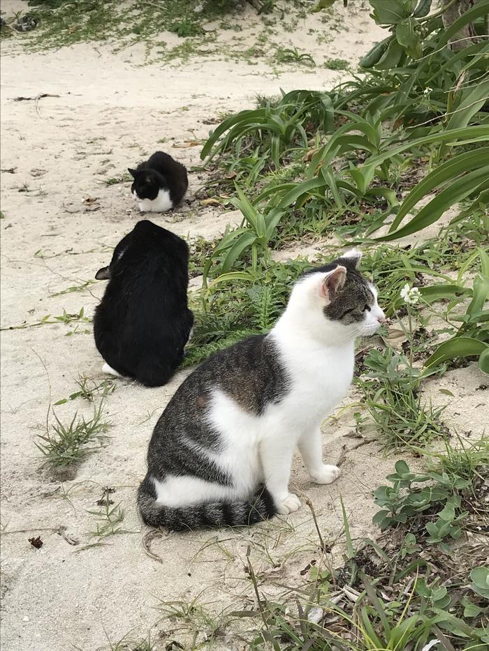 竹富島　コンドイビーチにいた猫