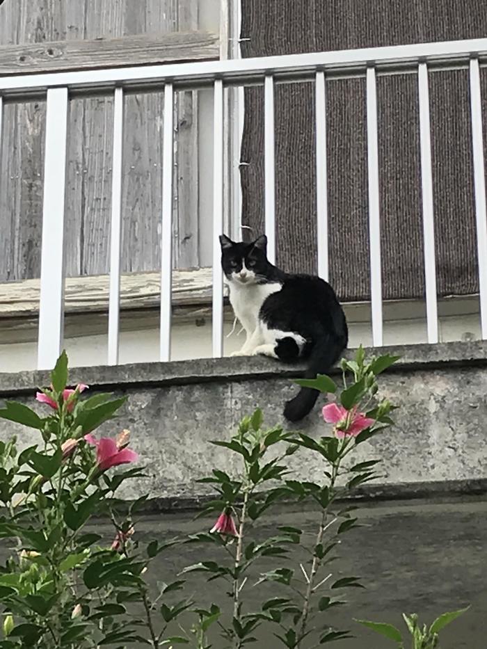 石垣島中心部の住宅街にいた猫