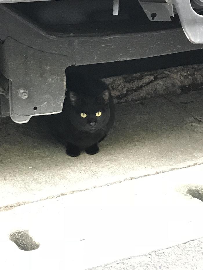 石垣島中心部の商業車の下にいた黒猫