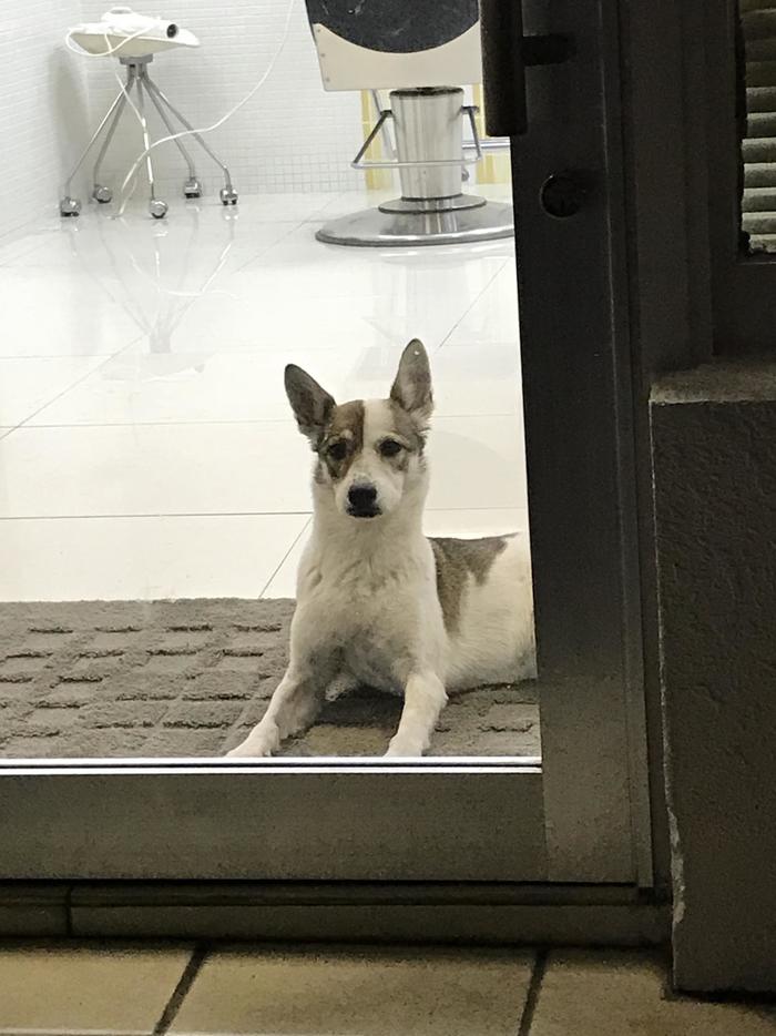 石垣島　美容室の看板犬