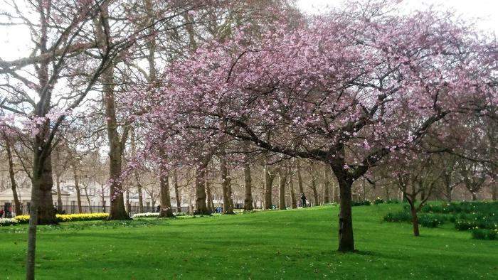 ロンドン、桜