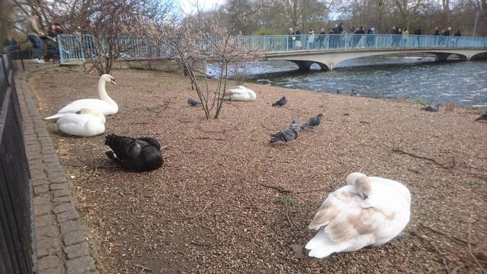 ロンドン、公園の白鳥