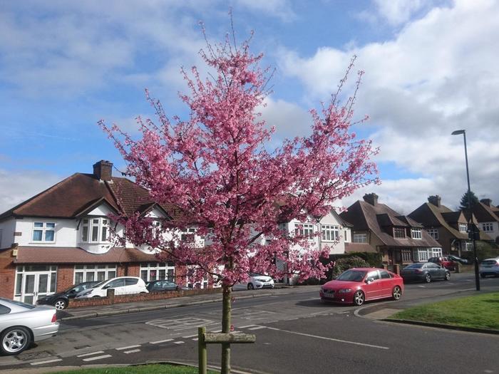 ロンドンの住宅街と桜