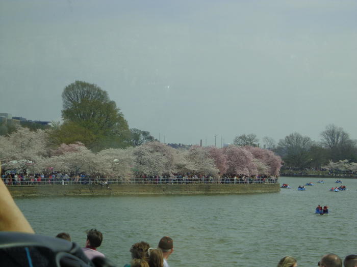 ワシントンD.C.　桜