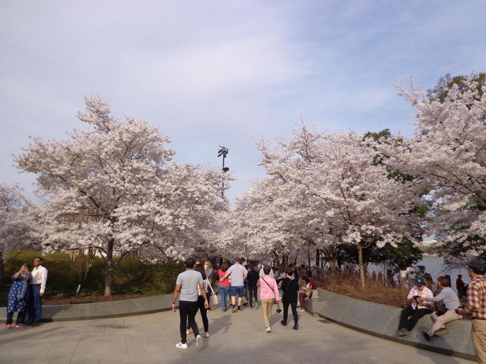ワシントンD.C.　桜
