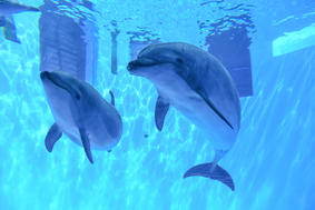 日本最大級の水族館 名古屋港水族館 の見どころを紹介 イルカ シャチ ベルーガのショーは必見 たびこふれ