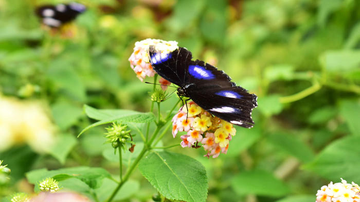 美しい色の蝶