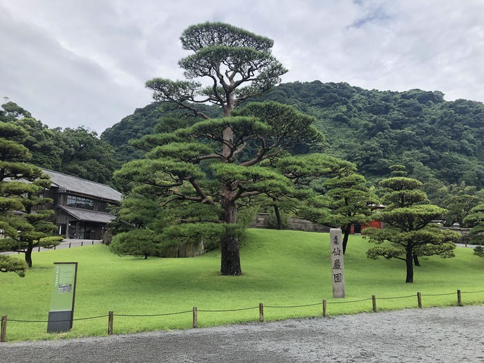 仙巌園の松の木.jpg