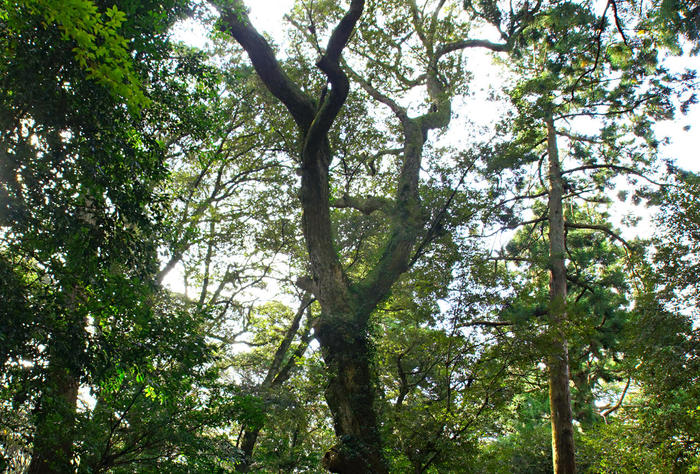 ハート型の木の枝