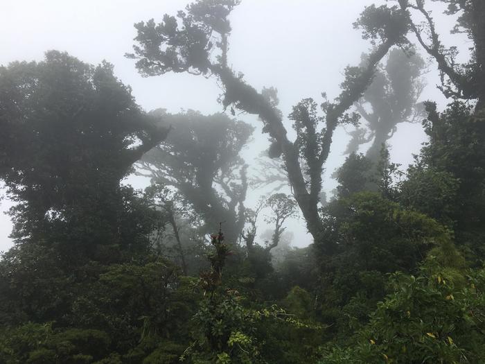 コスタリカ エコツーリズム体験 神秘の自然形態を生み出す熱帯雲霧林 モンテベルデ散策ツアー たびこふれ