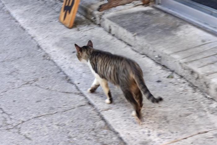石垣市街にいた猫