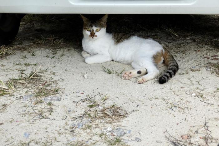 石垣島　川平湾のスタッフ駐車場にいた猫